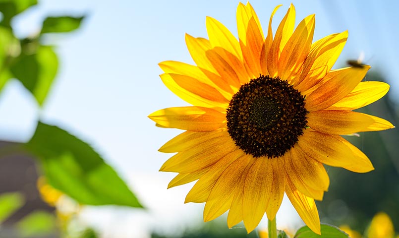 image - Close Up Photo Of Sunflower