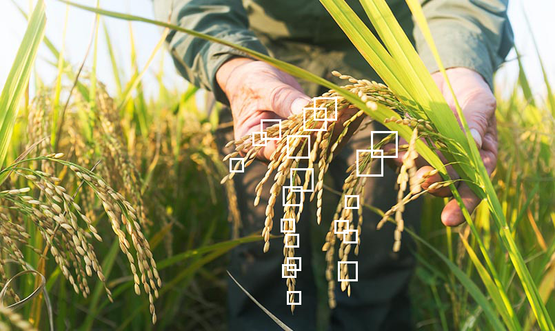 image - Farmer Holding Grain Crops