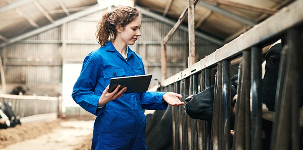 image - Famer Cattle Tablet Blue Suit (1)