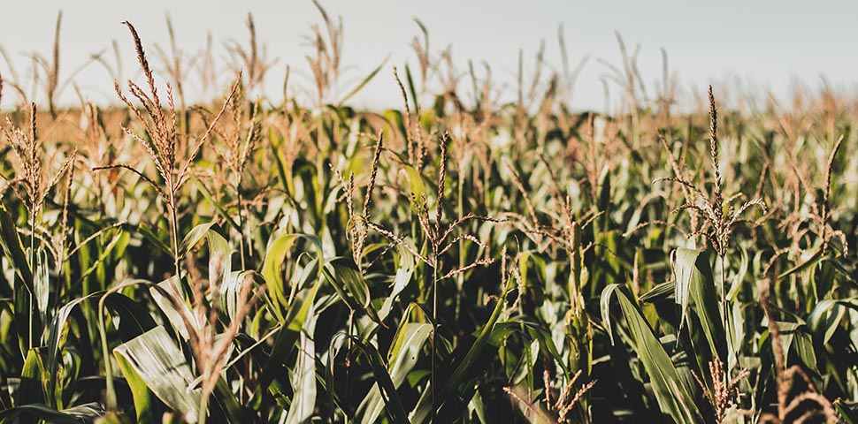 image - Photo Of Corn Field